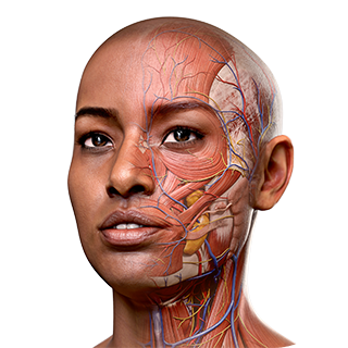 Anatomy - First
